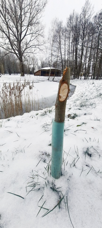 Dėl Lazdijų medžių – bebrų ir žmonių kova.