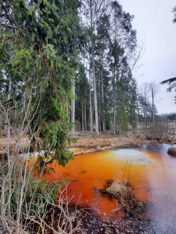 Pamačiusi nuotraukas, ekspertė pirmiausia paklausė, ar jos tikros.
