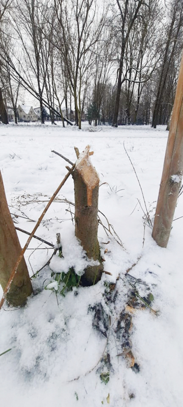 Dėl Lazdijų medžių – bebrų ir žmonių kova.