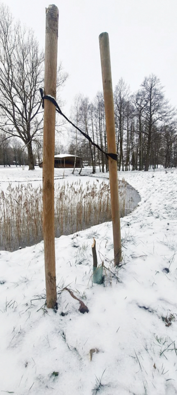 Dėl Lazdijų medžių – bebrų ir žmonių kova.