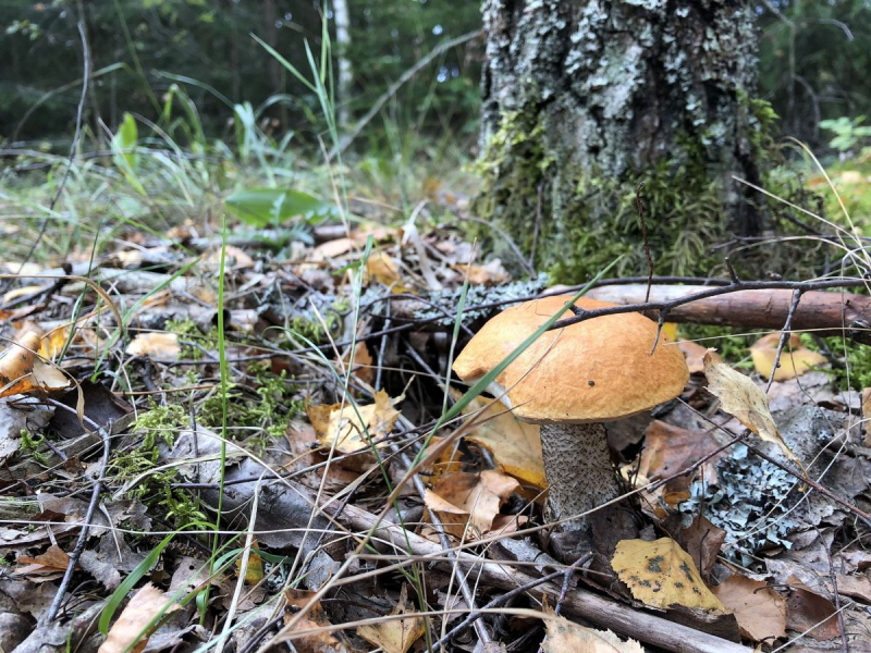 <strong>Grybavimas Lenkijoje.</strong>
