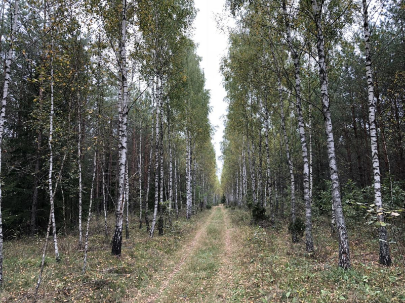 <strong>Grybavimas Lenkijoje.</strong>