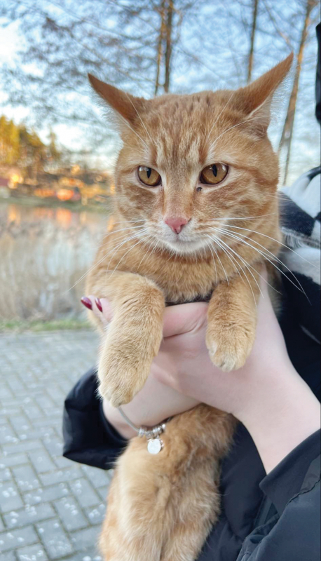 Veisiejų seniūnijos pastate gyvena katinas Jurginis.
