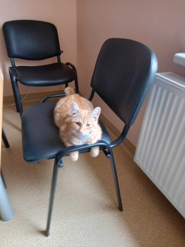 Veisiejų seniūnijos pastate gyvena katinas Jurginis.