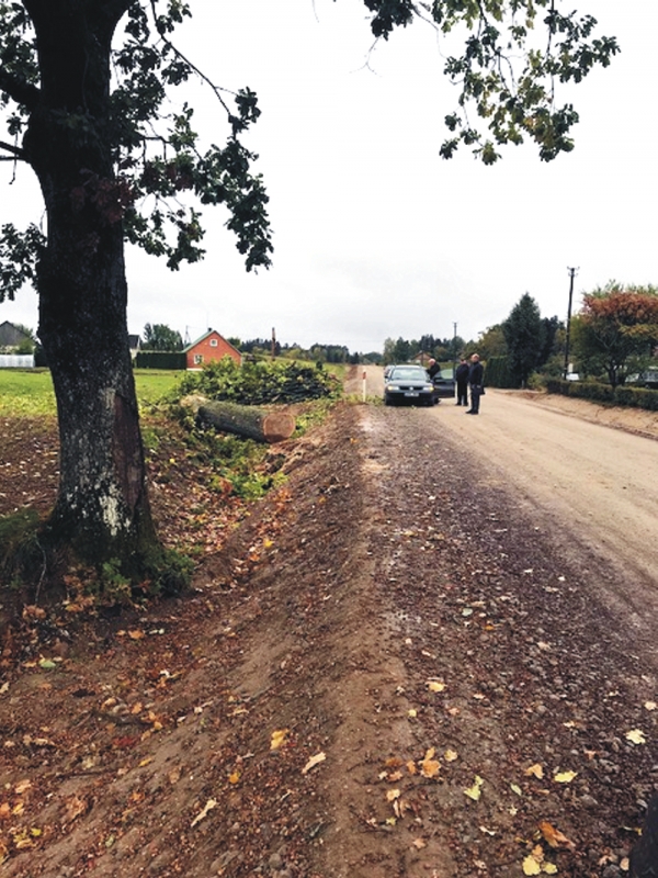 <strong>Kelininkų nesustabdė net faktas, kad ąžuolus kerta Ąžuolų gatvėje. </strong>