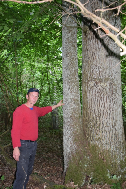 <strong>Girios take stebina ypatinga ąžuolo ir eglės draugystė.</strong>