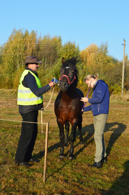 <strong>Lazdijų žirgininkų klubo nario  Mindaugo Vievesio iš Verstaminų žemaitukų veislės eržilą  Paradą atidžiai apžiūri veterinarė.</strong>