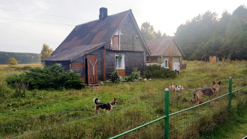 <strong>V. Dumbliauskas apie kaimynės šunis: „Jie ėda viską“.</strong>
