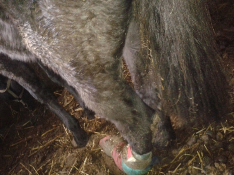 <strong>Kumelė gangrenuojančia koja kentė nepakeliamus skausmus. 2015 m. </strong>
