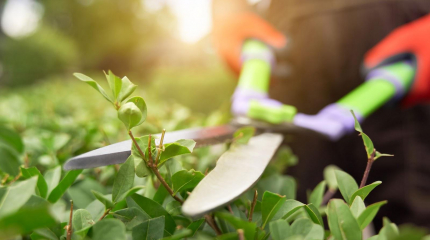 https://www.freepik.com/free-photo/male-hands-cutting-bushes-with-big-scissors_26767874.htm#fromView=search&page=1&position=0&uuid=0a3b769f-1870-4d51-8184-85fa7539b451&query=hedge+trimmers